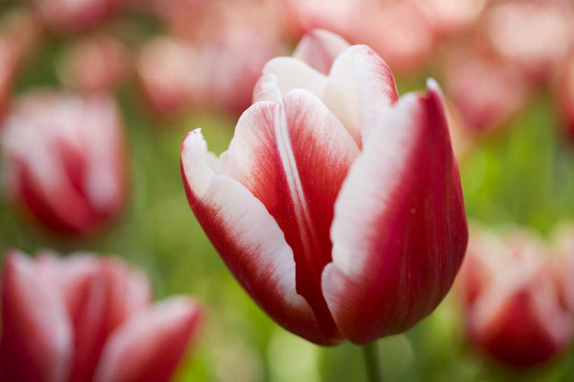 无人,横图,俯视,室外,白天,爱情,旅游,度假,花海,花圃,美景,植物,郁金香,叶子,神奈川,日本,亚洲,许多,盛开,景观,横滨,横滨市,神奈川县,祝福,花蕾,娱乐,花,花瓣,花朵,花卉,鲜花,红色,绿色,自然,花丛,花束,花田,花苞,花蕊,享受,休闲,景色,放松,表白,自然风光,荣誉,东亚,本州,首府,关东地方,本州岛,日本国,永恒,郁香,洋荷花,草麝香,彩图,高角度拍摄