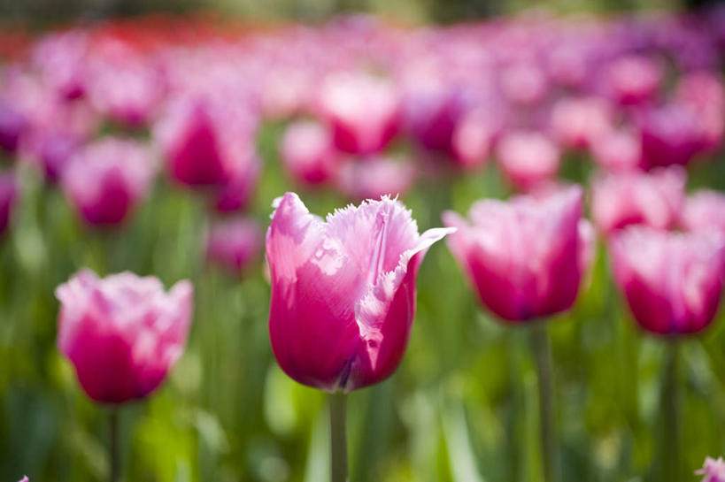 无人,横图,室外,特写,白天,正面,爱情,旅游,度假,花海,花圃,美景,植物,郁金香,叶子,神奈川,日本,亚洲,许多,朦胧,模糊,盛开,景观,横滨,横滨市,神奈川县,祝福,花蕾,娱乐,花,花瓣,花朵,花卉,鲜花,绿色,紫色,自然,花丛,花束,花田,花苞,花蕊,享受,休闲,景色,放松,表白,自然风光,荣誉,东亚,本州,首府,关东地方,本州岛,日本国,永恒,郁香,洋荷花,草麝香,彩图