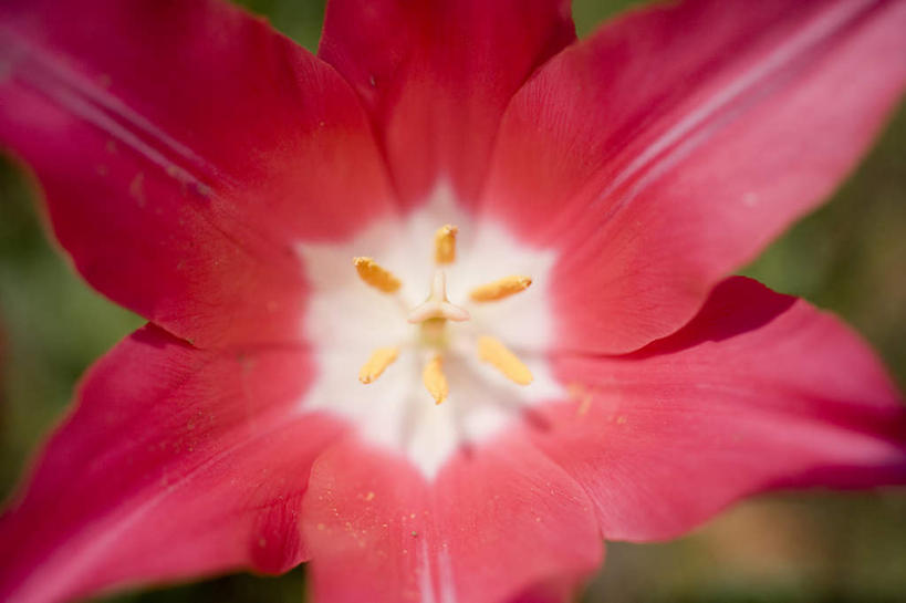 无人,横图,俯视,室外,特写,白天,爱情,旅游,度假,花圃,美景,郁金香,神奈川,日本,亚洲,朦胧,模糊,盛开,景观,横滨,横滨市,神奈川县,祝福,花蕾,娱乐,花,花瓣,花朵,鲜花,一朵,红色,自然,花丛,花苞,花蕊,享受,休闲,景色,放松,表白,自然风光,荣誉,东亚,本州,首府,关东地方,本州岛,日本国,永恒,郁香,洋荷花,草麝香,彩图,高角度拍摄