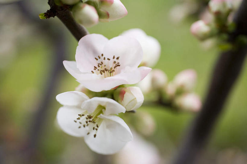 无人,横图,俯视,室外,特写,白天,旅游,度假,美景,神奈川,日本,亚洲,许多,朦胧,模糊,盛开,景观,梅花,横滨,横滨市,神奈川县,花蕾,娱乐,花,花瓣,花朵,鲜花,白色,自然,花苞,花蕊,享受,休闲,景色,放松,高雅,坚强,自然风光,东亚,本州,首府,关东地方,本州岛,日本国,梅,彩图,高角度拍摄