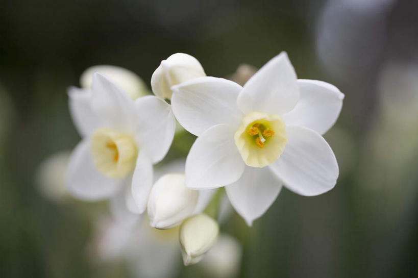无人,横图,室外,特写,白天,正面,爱情,旅游,度假,陶醉,美景,水仙花,神奈川,日本,亚洲,许多,朦胧,模糊,盛开,景观,横滨,横滨市,神奈川县,花蕾,娱乐,花,花瓣,花朵,鲜花,白色,自然,花苞,花蕊,享受,休闲,景色,放松,自然风光,记忆,东亚,本州,首府,关东地方,本州岛,日本国,金盏银台,玉玲珑,女史花,雅蒜,天蒜,敬意,自恋,凌波仙子,水仙,天葱,彩图