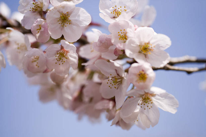 无人,横图,室外,特写,白天,仰视,旅游,度假,幸福,纯洁,美景,樱花,神奈川,日本,亚洲,许多,朦胧,模糊,盛开,景观,横滨,横滨市,神奈川县,花蕾,娱乐,花,花瓣,花朵,鲜花,粉色,蓝色,蓝天,天空,自然,天,花苞,花蕊,享受,休闲,景色,放松,晴朗,等待,生命,自然风光,东亚,本州,万里无云,首府,关东地方,本州岛,日本国,仙樱花,福岛樱,青肤樱,高尚,热烈,晴空,晴空万里,荆桃,彩图,低角度拍摄