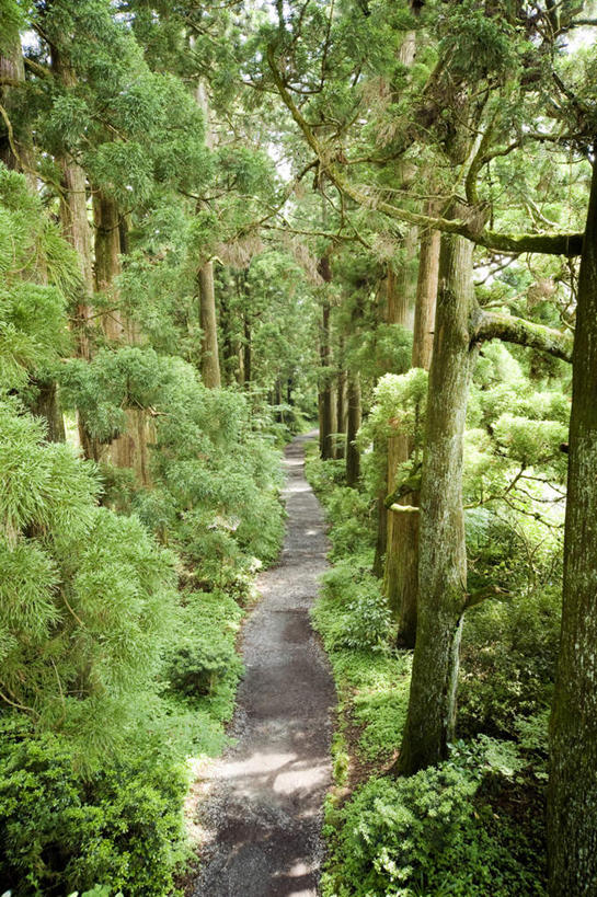 无人,竖图,俯视,室外,白天,旅游,度假,美景,树林,植物,道路,路,日本,亚洲,一排,阴影,整齐,光线,影子,景观,小路,交通,娱乐,树,树木,排列,绿色,阳光,自然,享受,休闲,景色,放松,乡间小路,生长,成长,队列,自然风光,东亚,本州,本州岛,日本国,中部地方,山梨,山梨县,彩图,高角度拍摄