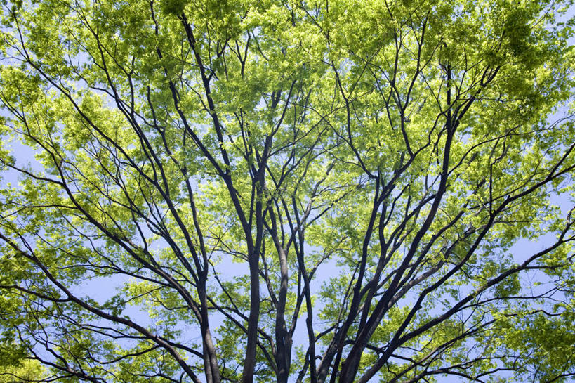 无人,横图,室外,白天,仰视,旅游,度假,美景,植物,叶子,神奈川,日本,亚洲,阴影,光线,影子,景观,云,云朵,绿叶,横滨,横滨市,神奈川县,云彩,娱乐,树,树木,蓝色,绿色,白云,蓝天,天空,阳光,自然,天,享受,休闲,嫩叶,景色,放松,生长,晴朗,成长,自然风光,东亚,本州,首府,关东地方,本州岛,日本国,叶,叶片,晴空,彩图,低角度拍摄