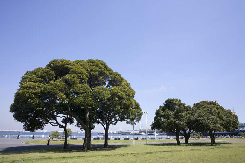 无人,栏杆,横图,全景,室外,白天,正面,旅游,度假,草地,草坪,海浪,海洋,美景,天际线,植物,神奈川,日本,亚洲,阴影,光线,影子,景观,浪花,云,云朵,围栏,横滨,横滨市,神奈川县,云彩,娱乐,护栏,草,树,树木,蓝色,绿色,白云,蓝天,天空,阳光,自然,海水,天,享受,休闲,景色,放松,生长,晴朗,成长,自然风光,海景,东亚,本州,首府,关东地方,本州岛,日本国,大海,风浪,海,海水的波动,近岸浪,涌浪,晴空,彩图