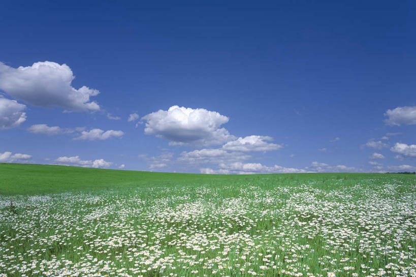 无人,横图,室外,白天,正面,旅游,度假,草地,草坪,花海,花圃,美景,植物,叶子,北海道,日本,亚洲,许多,盛开,地平线,景观,云,云朵,辽阔,地面,花蕾,云彩,娱乐,草,花,花瓣,花朵,花卉,鲜花,蓝色,绿色,白色,白云,蓝天,天空,自然,花丛,花束,花田,天,花苞,花蕊,享受,休闲,广阔,景色,放松,晴朗,一望无际,自然风光,延伸,东亚,日本国,天地相交,北海道地方,北海道岛,无边无际,一马平川,晴空,彩图