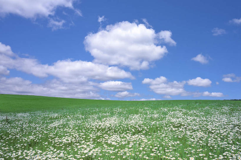 无人,横图,室外,白天,正面,旅游,度假,草地,草坪,花海,花圃,美景,植物,叶子,北海道,日本,亚洲,许多,盛开,地平线,景观,云,云朵,辽阔,地面,花蕾,云彩,娱乐,草,花,花瓣,花朵,花卉,鲜花,蓝色,绿色,白色,白云,蓝天,天空,自然,花丛,花束,花田,天,花苞,花蕊,享受,休闲,广阔,景色,放松,晴朗,一望无际,自然风光,延伸,东亚,日本国,天地相交,北海道地方,北海道岛,无边无际,一马平川,晴空,彩图