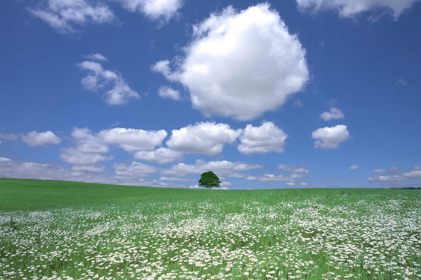 无人,横图,室外,白天,正面,旅游,度假,草地,草坪,花海,花圃,美景,植物,叶子,北海道,日本,亚洲,一棵,许多,盛开,地平线,景观,云,云朵,辽阔,地面,花蕾,云彩,娱乐,草,花,花瓣,花朵,花卉,鲜花,树,树木,蓝色,绿色,白色,白云,蓝天,天空,自然,花丛,花束,花田,天,花苞,花蕊,享受,休闲,广阔,景色,放松,生长,晴朗,成长,一望无际,自然风光,延伸,东亚,日本国,天地相交,北海道地方,北海道岛,无边无际,一马平川,晴空,彩图