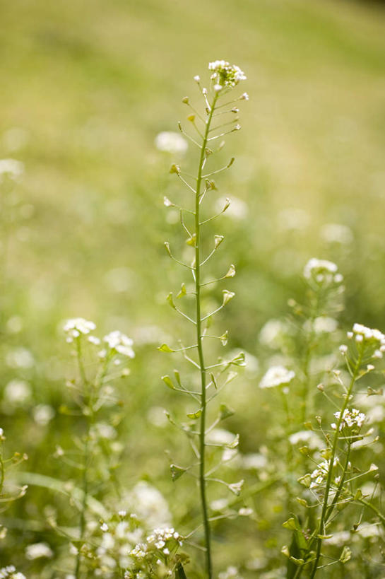 无人,竖图,室外,特写,白天,正面,旅游,度假,花海,花圃,美景,植物,叶子,神奈川,日本,亚洲,许多,朦胧,模糊,盛开,景观,草药,药草,横滨,横滨市,神奈川县,花蕾,娱乐,中药,花,花瓣,花朵,花卉,鲜花,绿色,白色,自然,花丛,花束,花田,花苞,花蕊,享受,休闲,景色,放松,自然风光,药材,中草药,东亚,中药材,本草,本州,首府,关东地方,本州岛,日本国,地菜,地米菜,护生草,假水菜,菱角菜,荠菜,彩图