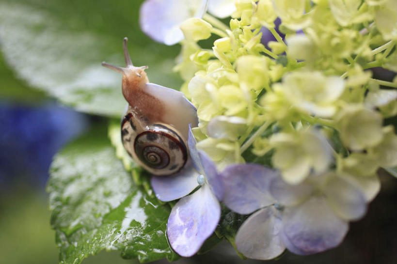 无人,攀登,横图,俯视,室外,特写,白天,骄傲,水,八仙花,野生动物,贝壳,叶子,神奈川,日本,亚洲,许多,朦胧,模糊,盛开,蜗牛,液体,水滴,棕色,绿叶,神奈川县,花蕾,花,花瓣,花朵,鲜花,一个,一只,黄色,紫色,黑色,动物,花苞,花蕊,绣球花,爬,嫩叶,可爱,活泼,单个,紫阳花,洋绣球,东亚,镰仓,本州,关东地方,本州岛,日本国,草绣球,斗球,七变化,粉团花,善变,叶,叶片,贝类外壳,海螺壳,软体动物外壳,攀爬,彩图,高角度拍摄,全身