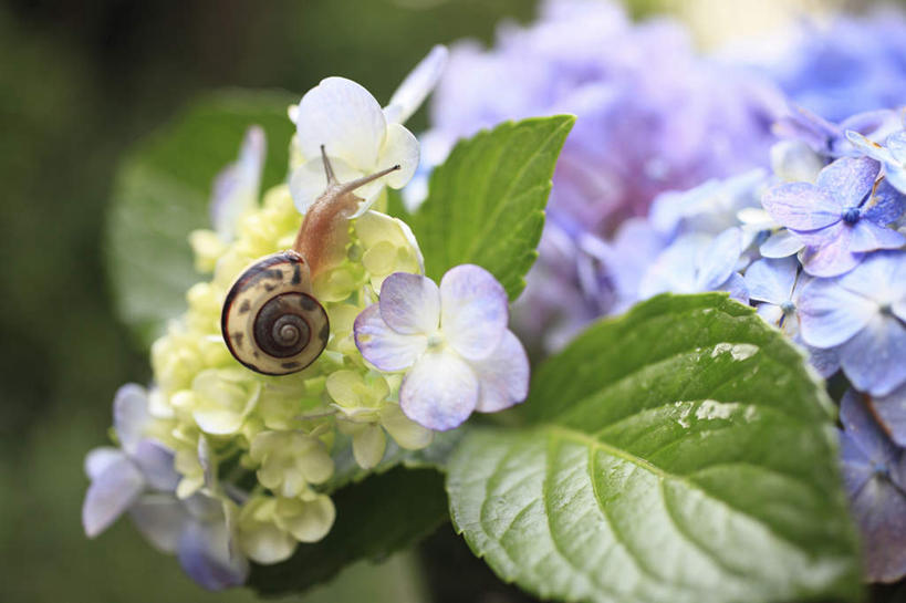 无人,攀登,横图,俯视,室外,特写,白天,骄傲,水,八仙花,野生动物,贝壳,叶子,神奈川,日本,亚洲,许多,朦胧,模糊,盛开,蜗牛,液体,水滴,棕色,绿叶,神奈川县,花蕾,花,花瓣,花朵,鲜花,一个,一只,黄色,紫色,黑色,动物,花苞,花蕊,绣球花,爬,嫩叶,可爱,活泼,单个,紫阳花,洋绣球,东亚,镰仓,本州,关东地方,本州岛,日本国,草绣球,斗球,七变化,粉团花,善变,叶,叶片,贝类外壳,海螺壳,软体动物外壳,攀爬,彩图,高角度拍摄,全身