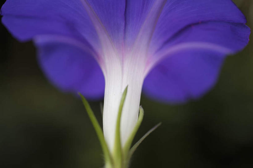 无人,横图,室外,特写,白天,正面,爱情,旅游,度假,美景,喇叭花,神奈川,日本,亚洲,朦胧,模糊,盛开,景观,横滨,横滨市,神奈川县,花蕾,娱乐,花,花瓣,花朵,鲜花,一朵,紫色,白色,自然,花苞,花蕊,享受,休闲,景色,放松,虚幻,自然风光,东亚,本州,首府,关东地方,本州岛,日本国,永恒,牵牛,牵牛子,勤娘子,碧冬茄,朝颜花,灵芝牡丹,冷静,牵牛花,彩图