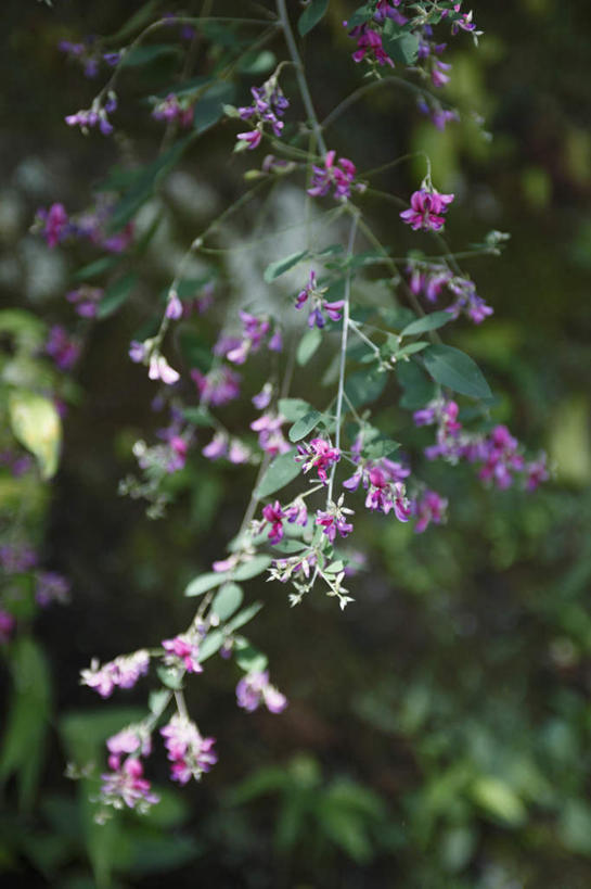 无人,竖图,室外,特写,白天,仰视,旅游,度假,花海,花圃,美景,植物,叶子,神奈川,日本,亚洲,许多,朦胧,模糊,盛开,景观,神奈川县,花蕾,娱乐,花,花瓣,花朵,花卉,鲜花,粉色,绿色,自然,花丛,花束,花田,花苞,花蕊,享受,休闲,景色,放松,自然风光,东亚,镰仓,本州,关东地方,本州岛,日本国,豆叶柴,杭子梢,帚条,胡枝条,胡枝子,随军茶,沈思,害羞,彩图,低角度拍摄