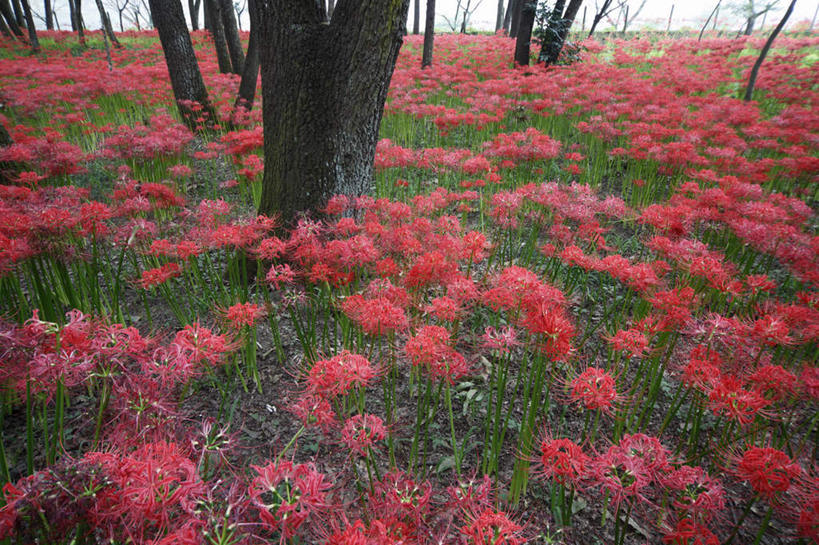 无人,横图,俯视,室外,白天,旅游,度假,花海,花圃,美景,植物,叶子,日本,亚洲,许多,盛开,景观,花蕾,娱乐,花,花瓣,花朵,花卉,鲜花,树,树木,红色,蓝色,绿色,蓝天,天空,自然,花丛,花束,花田,天,花苞,花蕊,享受,休闲,景色,放松,生长,晴朗,成长,自然风光,东亚,本州,万里无云,关东地方,本州岛,日本国,蜘蛛百合,崎玉,崎玉县,笹蟹百合,螫蟹花,水鬼蕉,蜘蛛兰,天生丽质,晴空,晴空万里,彩图,高角度拍摄