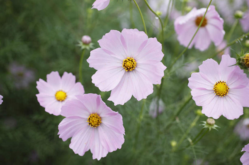 无人,横图,俯视,室外,特写,白天,旅游,度假,自由,幸福,花海,花圃,美景,植物,叶子,东京,日本,亚洲,许多,朦胧,模糊,盛开,景观,波斯菊,花蕾,娱乐,花,花瓣,花朵,花卉,鲜花,粉色,绿色,自然,花丛,花束,花田,花苞,花蕊,清洁,享受,休闲,菊花,景色,放松,大波斯菊,吉祥,自然风光,东亚,本州,关东地方,本州岛,日本国,东京都,高洁,秋英,格桑花,秋樱,扫帚梅,八瓣梅,初恋,多情,彩图,高角度拍摄,时光