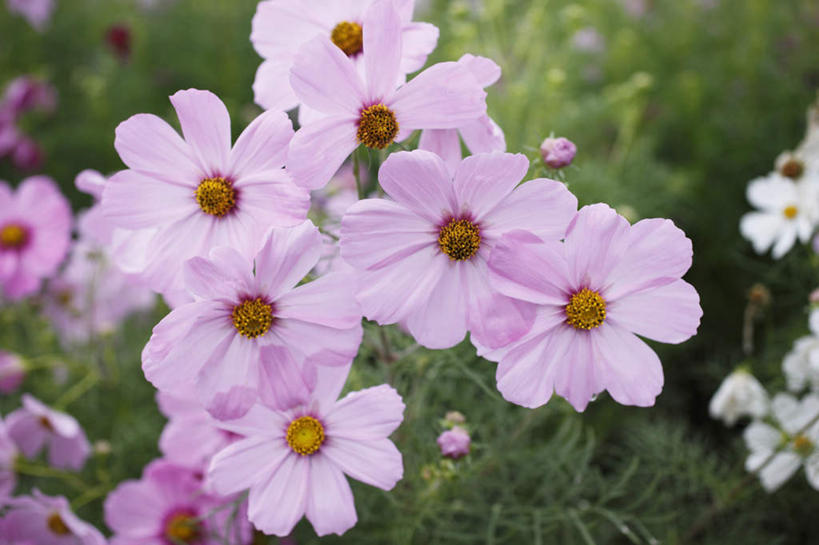 无人,横图,俯视,室外,特写,白天,旅游,度假,自由,幸福,花海,花圃,美景,植物,叶子,东京,日本,亚洲,许多,朦胧,模糊,盛开,景观,波斯菊,花蕾,娱乐,花,花瓣,花朵,花卉,鲜花,粉色,绿色,自然,花丛,花束,花田,花苞,花蕊,清洁,享受,休闲,菊花,景色,放松,大波斯菊,吉祥,自然风光,东亚,本州,关东地方,本州岛,日本国,东京都,高洁,秋英,格桑花,秋樱,扫帚梅,八瓣梅,初恋,多情,彩图,高角度拍摄,时光