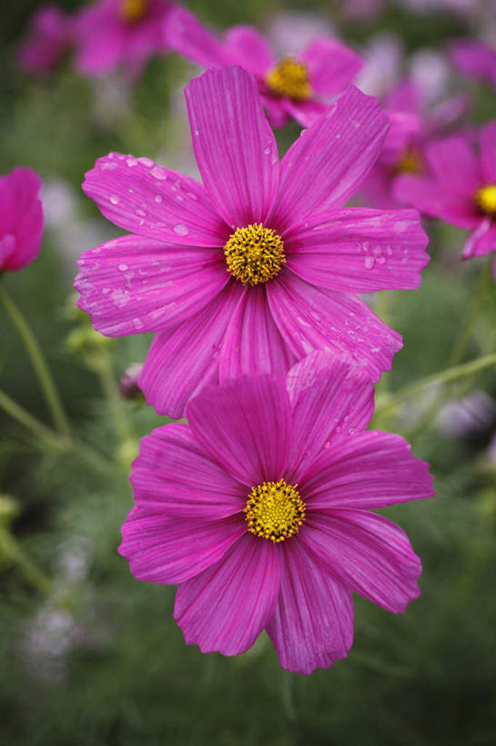 无人,竖图,俯视,室外,特写,白天,旅游,度假,自由,幸福,花海,花圃,美景,水,植物,叶子,东京,日本,亚洲,许多,朦胧,模糊,盛开,液体,景观,水滴,波斯菊,花蕾,娱乐,花,花瓣,花朵,花卉,鲜花,粉色,绿色,自然,花丛,花束,花田,花苞,花蕊,清洁,享受,休闲,菊花,景色,放松,大波斯菊,吉祥,自然风光,东亚,本州,关东地方,本州岛,日本国,东京都,高洁,秋英,格桑花,秋樱,扫帚梅,八瓣梅,初恋,多情,彩图,高角度拍摄,时光