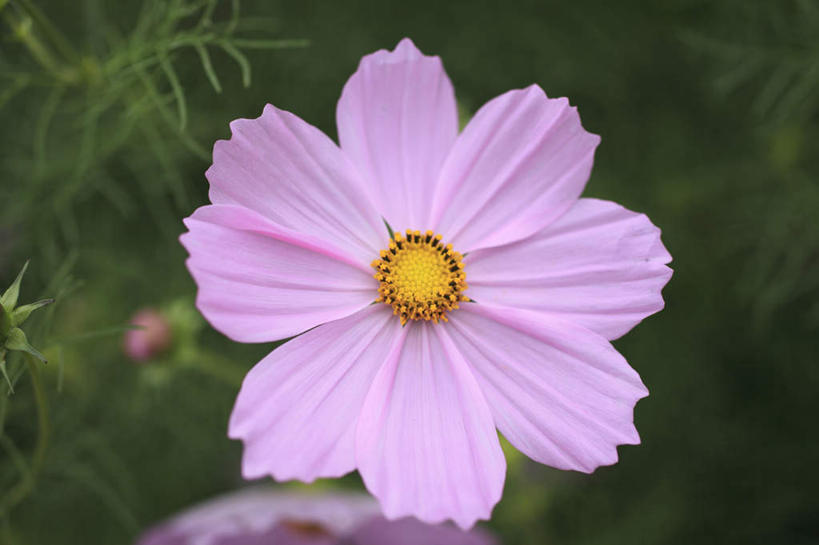 无人,横图,俯视,室外,特写,白天,旅游,度假,自由,幸福,花海,花圃,美景,植物,叶子,东京,日本,亚洲,朦胧,模糊,盛开,景观,波斯菊,花蕾,娱乐,花,花瓣,花朵,花卉,鲜花,一朵,粉色,绿色,自然,花丛,花束,花田,花苞,花蕊,清洁,享受,休闲,菊花,景色,放松,大波斯菊,吉祥,自然风光,东亚,本州,关东地方,本州岛,日本国,东京都,高洁,秋英,格桑花,秋樱,扫帚梅,八瓣梅,初恋,多情,彩图,高角度拍摄,时光