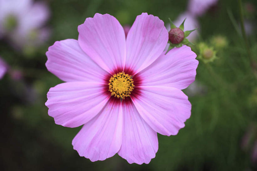 无人,横图,俯视,室外,特写,白天,旅游,度假,自由,幸福,花海,花圃,美景,植物,叶子,东京,日本,亚洲,朦胧,模糊,盛开,景观,波斯菊,花蕾,娱乐,花,花瓣,花朵,花卉,鲜花,一朵,粉色,绿色,自然,花丛,花束,花田,花苞,花蕊,清洁,享受,休闲,菊花,景色,放松,大波斯菊,吉祥,自然风光,东亚,本州,关东地方,本州岛,日本国,东京都,高洁,秋英,格桑花,秋樱,扫帚梅,八瓣梅,初恋,多情,彩图,高角度拍摄,时光