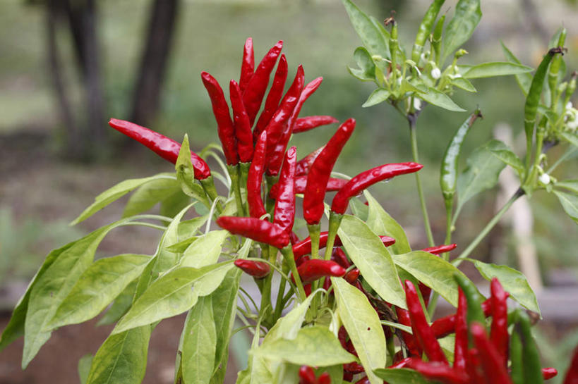 无人,横图,俯视,室外,特写,白天,旅游,度假,美景,植物,辣椒,蔬菜,叶子,神奈川,日本,亚洲,许多,新鲜,景观,食品,绿叶,神奈川县,娱乐,树,树木,食物,红色,绿色,自然,享受,休闲,嫩叶,景色,放松,有机食品,绿色食品,生长,成长,自然风光,东亚,辣角,红海椒,大椒,辣虎,广椒,本州,关东地方,本州岛,日本国,叶,叶片,辣子,红辣椒,海椒,番椒,彩图,高角度拍摄
