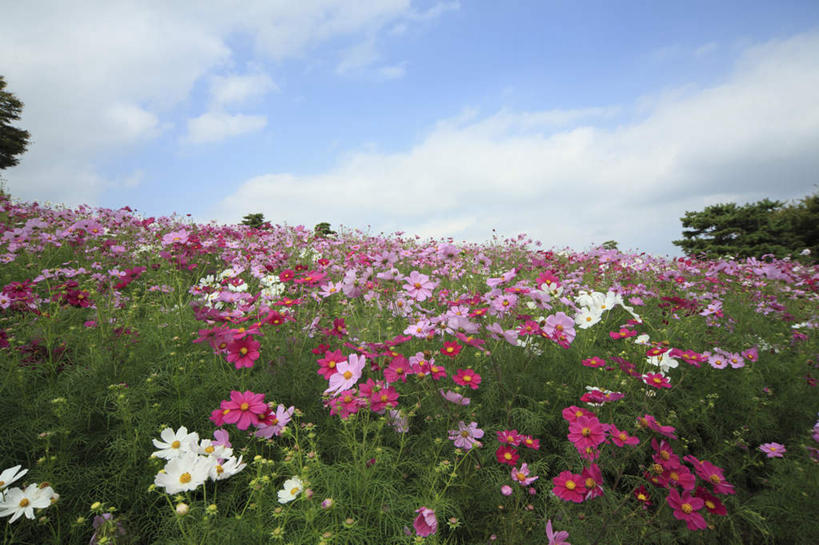无人,横图,室外,白天,正面,旅游,度假,自由,幸福,花海,花圃,美景,植物,叶子,东京,日本,亚洲,许多,阴影,朦胧,模糊,盛开,光线,影子,景观,云,云朵,波斯菊,花蕾,云彩,娱乐,花,花瓣,花朵,花卉,鲜花,树,树木,粉色,蓝色,绿色,白色,白云,蓝天,天空,阳光,自然,花丛,花束,花田,天,花苞,花蕊,清洁,享受,休闲,菊花,景色,放松,大波斯菊,生长,晴朗,成长,吉祥,自然风光,东亚,本州,关东地方,本州岛,日本国,东京都,高洁,秋英,格桑花,秋樱,扫帚梅,八瓣梅,初恋,多情,晴空,彩图,时光