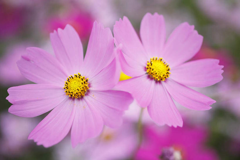 无人,横图,俯视,室外,特写,白天,旅游,度假,自由,幸福,花海,花圃,美景,植物,叶子,东京,日本,亚洲,朦胧,模糊,盛开,景观,波斯菊,花蕾,娱乐,花,花瓣,花朵,花卉,鲜花,一朵,粉色,绿色,自然,花丛,花束,花田,花苞,花蕊,清洁,享受,休闲,菊花,景色,放松,大波斯菊,吉祥,自然风光,东亚,本州,关东地方,本州岛,日本国,东京都,高洁,秋英,格桑花,秋樱,扫帚梅,八瓣梅,初恋,多情,彩图,高角度拍摄,时光