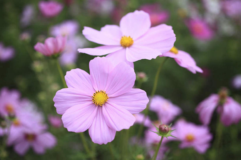 无人,横图,俯视,室外,特写,白天,旅游,度假,自由,幸福,花海,花圃,美景,植物,叶子,东京,日本,亚洲,朦胧,模糊,盛开,景观,波斯菊,花蕾,娱乐,花,花瓣,花朵,花卉,鲜花,一朵,粉色,绿色,自然,花丛,花束,花田,花苞,花蕊,清洁,享受,休闲,菊花,景色,放松,大波斯菊,吉祥,自然风光,东亚,本州,关东地方,本州岛,日本国,东京都,高洁,秋英,格桑花,秋樱,扫帚梅,八瓣梅,初恋,多情,彩图,高角度拍摄,时光