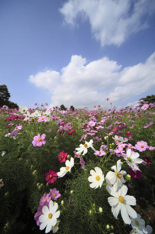 无人,竖图,室外,白天,正面,旅游,度假,自由,幸福,花海,花圃,美景,植物,叶子,东京,日本,亚洲,许多,阴影,朦胧,模糊,盛开,光线,影子,景观,云,云朵,波斯菊,花蕾,云彩,娱乐,花,花瓣,花朵,花卉,鲜花,树,树木,粉色,蓝色,绿色,白色,白云,蓝天,天空,阳光,自然,花丛,花束,花田,天,花苞,花蕊,清洁,享受,休闲,菊花,景色,放松,大波斯菊,生长,晴朗,成长,吉祥,自然风光,东亚,本州,关东地方,本州岛,日本国,东京都,高洁,秋英,格桑花,秋樱,扫帚梅,八瓣梅,初恋,多情,晴空,彩图,时光