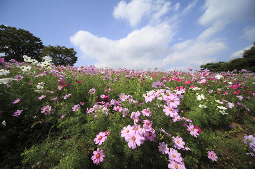 无人,横图,室外,白天,正面,旅游,度假,自由,幸福,花海,花圃,美景,植物,叶子,东京,日本,亚洲,许多,阴影,朦胧,模糊,盛开,光线,影子,景观,云,云朵,波斯菊,花蕾,云彩,娱乐,花,花瓣,花朵,花卉,鲜花,树,树木,粉色,蓝色,绿色,白色,白云,蓝天,天空,阳光,自然,花丛,花束,花田,天,花苞,花蕊,清洁,享受,休闲,菊花,景色,放松,大波斯菊,生长,晴朗,成长,吉祥,自然风光,东亚,本州,关东地方,本州岛,日本国,东京都,高洁,秋英,格桑花,秋樱,扫帚梅,八瓣梅,初恋,多情,晴空,彩图,时光