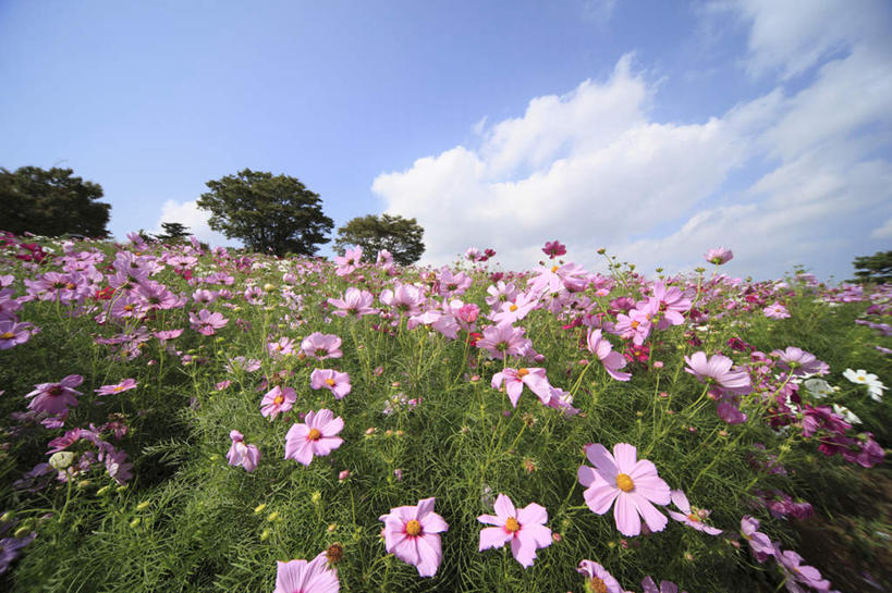 无人,横图,室外,白天,正面,旅游,度假,自由,幸福,花海,花圃,美景,植物,叶子,东京,日本,亚洲,许多,阴影,朦胧,模糊,盛开,光线,影子,景观,云,云朵,波斯菊,花蕾,云彩,娱乐,花,花瓣,花朵,花卉,鲜花,树,树木,粉色,蓝色,绿色,白云,蓝天,天空,阳光,自然,花丛,花束,花田,天,花苞,花蕊,清洁,享受,休闲,菊花,景色,放松,大波斯菊,生长,晴朗,成长,吉祥,自然风光,东亚,本州,关东地方,本州岛,日本国,东京都,高洁,秋英,格桑花,秋樱,扫帚梅,八瓣梅,初恋,多情,晴空,彩图,时光