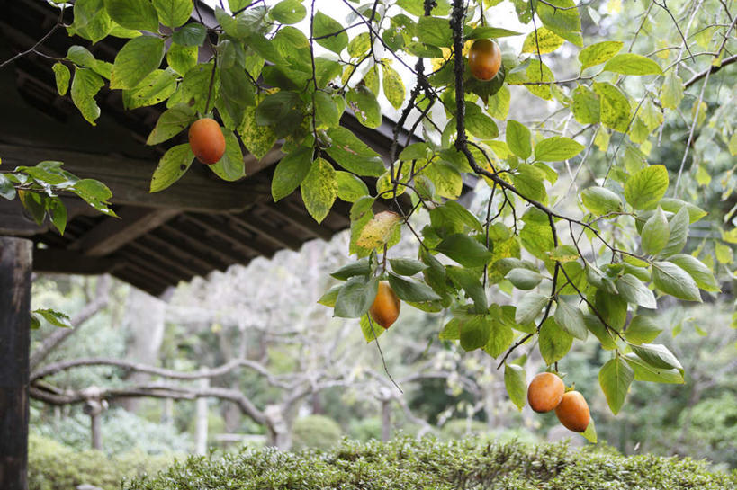 无人,横图,室外,特写,白天,正面,旅游,度假,美景,柿子,水果,叶子,神奈川,日本,亚洲,许多,朦胧,模糊,新鲜,屋顶,景观,生食,食品,果实,绿叶,神奈川县,顶棚,娱乐,食物,黄色,自然,享受,休闲,嫩叶,景色,放松,有机食品,绿色食品,自然风光,东亚,本州,关东地方,本州岛,日本国,叶,叶片,彩图