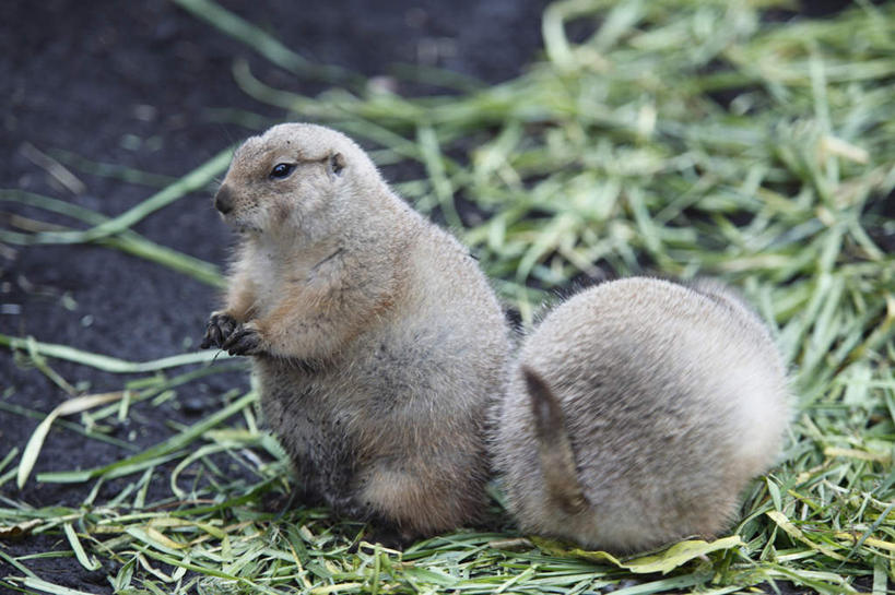背部,无人,动物园,站,横图,室外,特写,白天,正面,旅游,度假,美景,植物,野生动物,东京,日本,亚洲,景观,娱乐,草,绿色,自然,动物,趴着,站着,两只,享受,休闲,景色,放松,可爱,活泼,自然风光,土拨鼠,东亚,旱獭,本州,关东地方,本州岛,日本国,东京都,天竺鼠,趴,站立,彩图,全身
