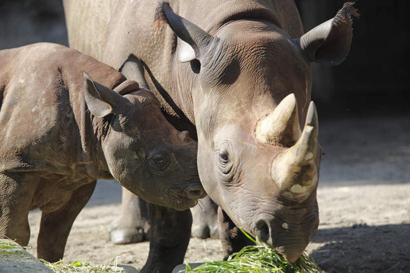 无人,家庭,动物园,站,吃,横图,室外,特写,白天,正面,旅游,度假,美景,植物,野生动物,东京,日本,亚洲,许多,阴影,光线,影子,景观,娱乐,草,绿色,阳光,自然,动物,靠,靠着,站着,两只,享受,休闲,温暖,温馨,一家人,景色,放松,和睦,自然风光,凶猛,东亚,本州,关东地方,本州岛,日本国,东京都,残暴,凶残,犀牛,嚼,食,站立,半身,彩图,融洽