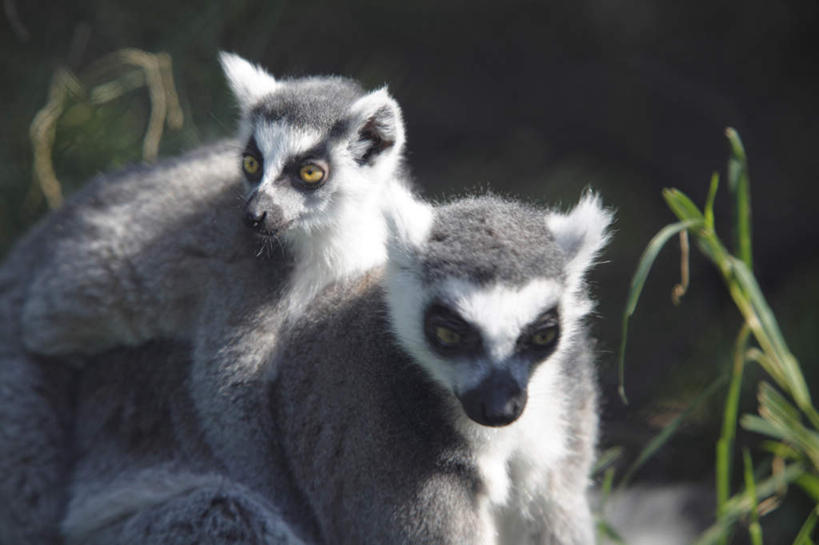 无人,家庭,动物园,抱,横图,室外,特写,白天,正面,旅游,度假,草地,草坪,美景,植物,野生动物,猴子,东京,日本,亚洲,阴影,光线,影子,景观,娱乐,草,绿色,灰色,阳光,自然,动物,两只,享受,休闲,温暖,温馨,一家人,景色,放松,可爱,活泼,抱着,和睦,搂着,自然风光,东亚,环尾狐猴,本州,关东地方,本州岛,日本国,东京都,台东区,怀抱,搂,搂抱,相抱,拥抱,半身,彩图,融洽
