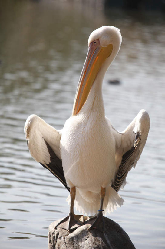 无人,动物园,站,竖图,室外,特写,白天,正面,旅游,度假,湖,湖泊,石头,美景,水,野生动物,东京,日本,亚洲,一块,阴影,波纹,光线,石子,影子,湖面,景观,水流,水面,涟漪,娱乐,一只,白色,黑色,水纹,阳光,自然,动物,波浪,湖水,站着,享受,休闲,景色,放松,可爱,活泼,自然风光,东亚,鹈鹕,本州,关东地方,本州岛,日本国,东京都,水晕,台东区,石块,岩石,站立,彩图,全身