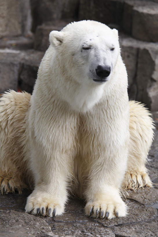 无人,动物园,坐,竖图,室外,特写,白天,正面,旅游,度假,石头,美景,北极熊,野生动物,熊,东京,日本,亚洲,朦胧,模糊,景观,地面,娱乐,一只,白色,自然,动物,享受,休闲,景色,放松,自然风光,凶猛,东亚,本州,关东地方,本州岛,日本国,东京都,台东区,残暴,凶残,白熊,坐着,彩图,全身