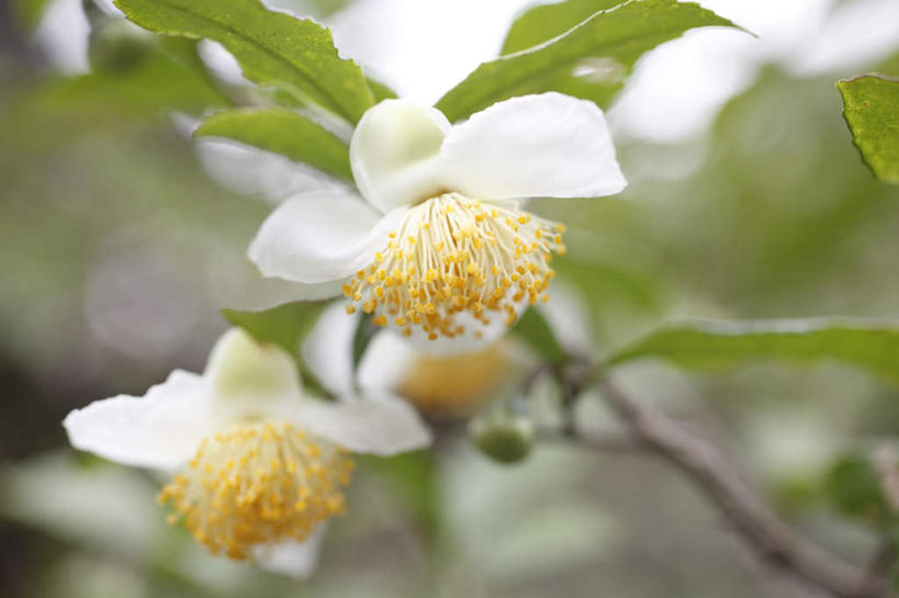 无人,横图,室外,特写,白天,仰视,旅游,度假,美景,叶子,东京,日本,亚洲,许多,朦胧,模糊,盛开,景观,绿叶,花蕾,娱乐,花,花瓣,花朵,鲜花,两朵,黄色,蓝色,白色,蓝天,天空,自然,天,花苞,花蕊,享受,休闲,嫩叶,景色,放松,晴朗,自然风光,东亚,本州,万里无云,关东地方,本州岛,日本国,东京都,茶花,叶,叶片,晴空,晴空万里,彩图,低角度拍摄