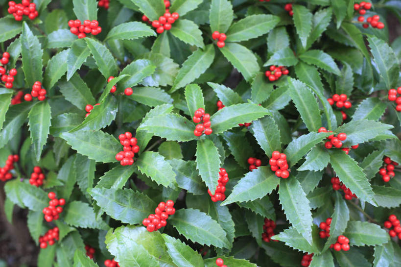 无人,横图,俯视,室外,特写,白天,旅游,度假,美景,浆果,水果,叶子,神奈川,日本,亚洲,许多,新鲜,景观,灯笼果,生食,食品,果实,绿叶,神奈川县,娱乐,食物,红色,自然,享受,休闲,嫩叶,景色,放松,有机食品,绿色食品,自然风光,红醋栗,东亚,本州,关东地方,本州岛,日本国,叶,叶片,醋栗,彩图,高角度拍摄