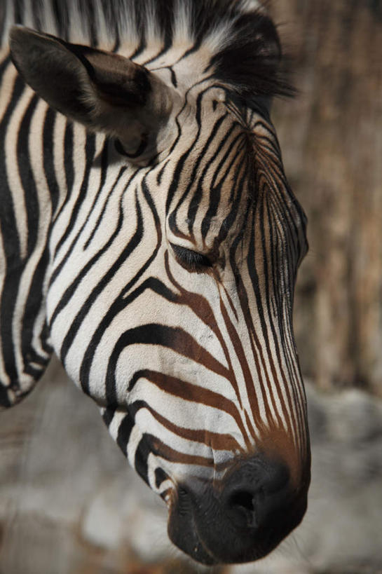 无人,竖图,室外,特写,白天,侧面,旅游,度假,美景,斑马,马,野生动物,东京,日本,亚洲,朦胧,模糊,景观,注视,娱乐,一匹,白色,黑色,自然,动物,低头,观察,看,享受,休闲,景色,放松,牲畜,观看,察看,关注,自然风光,东亚,本州,关东地方,本州岛,日本国,东京都,半身,彩图