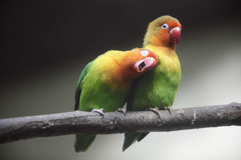 无人,站,闭眼,横图,室外,特写,白天,正面,爱情,旅游,度假,美景,鸟,野生动物,鹦鹉,东京,日本,亚洲,朦胧,模糊,鸟类,景观,浪漫,娱乐,树干,黄色,红色,蓝色,绿色,自然,动物,靠,靠着,站着,张嘴,两只,享受,休闲,温暖,温馨,景色,恩爱,放松,恋人,和睦,自然风光,张大嘴巴,东亚,本州,关东地方,本州岛,日本国,东京都,爱情鸟,牡丹鹦鹉,尼亚牡丹鹦鹉,尼亚情侣鹦鹉,尼亚萨湖情侣鹦鹉,尼亚沙爱情鸟,情侣鹦鹉,情侣,张开嘴,闭眼睛,闭着眼,闭着眼睛,站立,彩图,全身,伴侣,融洽