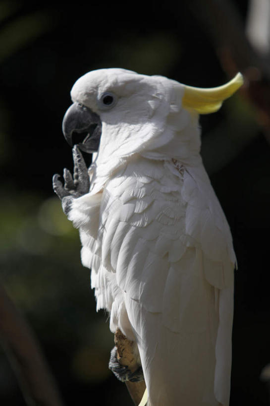 嘴,腿部,腿,无人,站,竖图,室外,特写,白天,侧面,旅游,度假,美景,鸟,野生动物,鹦鹉,东京,日本,亚洲,抬,阴影,朦胧,模糊,光线,鸟类,影子,景观,爪子,娱乐,一只,黄色,白色,黑色,阳光,自然,动物,站着,享受,休闲,景色,放松,头冠,自然风光,抬着,东亚,本州,关东地方,本州岛,日本国,东京都,大葵花凤头鹦鹉,大葵花鹦鹉,葵花巴丹,葵花凤头鹦鹉,口,口腔,嘴巴,嘴唇,站立,彩图,全身