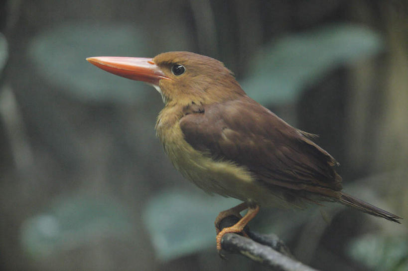 嘴,无人,站,横图,室外,白天,侧面,旅游,度假,美景,植物,鸟,野生动物,叶子,东京,日本,亚洲,鸟类,景观,棕色,绿叶,注视,娱乐,树,树木,一只,红色,绿色,自然,动物,观察,看,站着,享受,休闲,嫩叶,景色,放松,可爱,活泼,生长,成长,观看,察看,关注,自然风光,东亚,本州,关东地方,本州岛,日本国,东京都,赤翡翠,红翡翠,口,口腔,嘴巴,嘴唇,叶,叶片,抬头,仰头,站立,彩图,全身