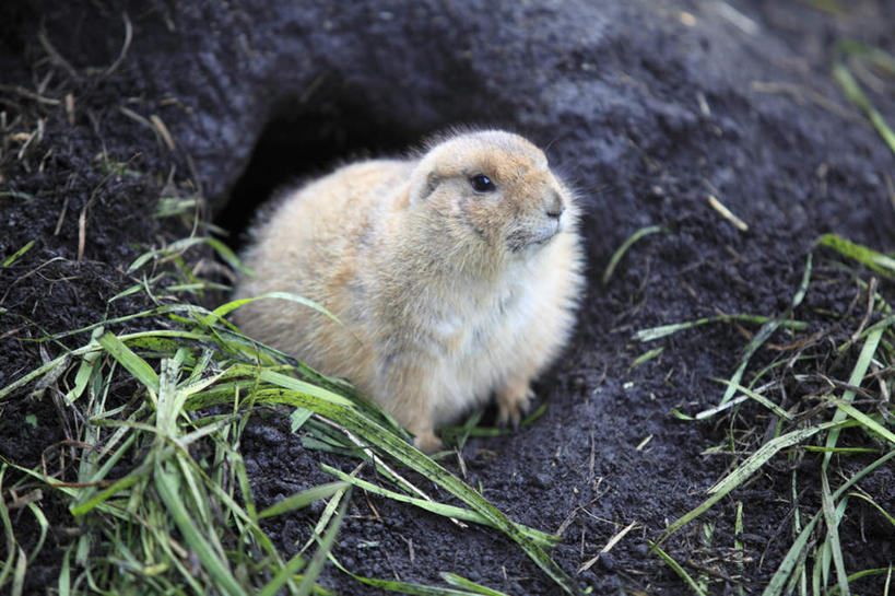 站,横图,俯视,室外,特写,白天,旅游,度假,美景,野生动物,叶子,东京,日本,亚洲,许多,洞,景观,棕色,绿叶,娱乐,一只,自然,动物,站着,享受,休闲,嫩叶,景色,放松,可爱,洞穴,活泼,钻,自然风光,土拨鼠,东亚,旱獭,本州,穴,关东地方,本州岛,日本国,东京都,天竺鼠,叶,叶片,站立,半身,彩图,高角度拍摄
