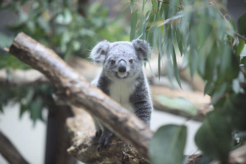 无人,站,横图,室外,白天,正面,旅游,度假,美景,植物,哺乳动物,野生动物,叶子,东京,日本,亚洲,阴影,光线,影子,景观,绿叶,娱乐,树,树木,一只,绿色,灰色,阳光,自然,动物,站着,享受,休闲,嫩叶,景色,放松,可爱,活泼,生长,成长,自然风光,淳朴,憨厚,树袋熊,考拉,无尾熊,可拉熊,东亚,本州,关东地方,本州岛,日本国,东京都,淳厚,叶,叶片,站立,彩图,全身