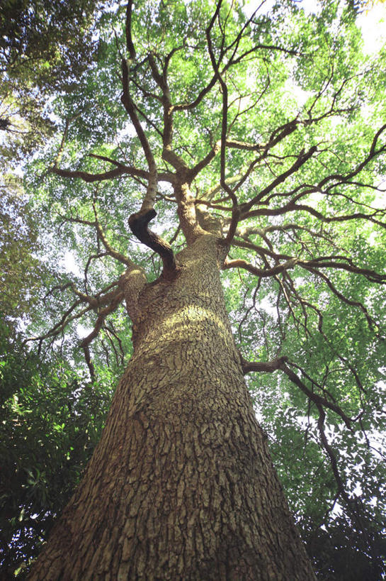 无人,竖图,室外,白天,仰视,旅游,度假,美景,植物,叶子,神奈川,日本,亚洲,一棵,许多,阴影,光线,影子,景观,绿叶,神奈川县,娱乐,树,树木,蓝色,绿色,蓝天,天空,阳光,自然,天,享受,休闲,嫩叶,景色,放松,生长,晴朗,成长,自然风光,东亚,本州,万里无云,关东地方,本州岛,日本国,叶,叶片,晴空,晴空万里,彩图,低角度拍摄