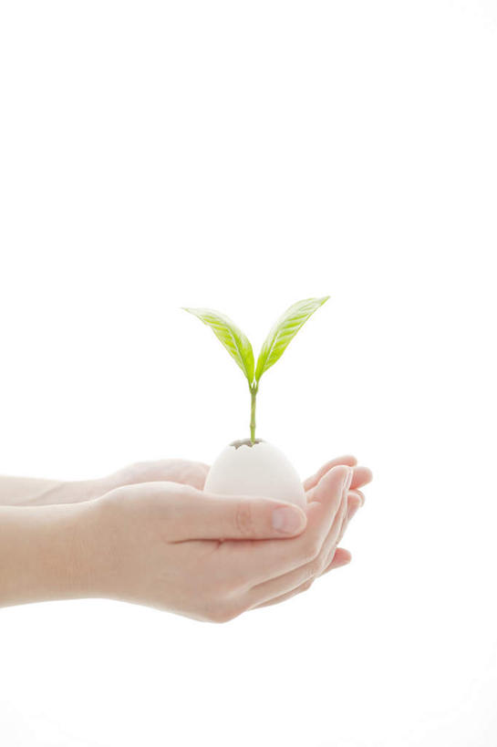 东方人,手,一个人,站,捧,竖图,室内,特写,白天,白色背景,侧面,植物,亚洲,双手,仅一个年轻女性,仅一个女性,仅一个人,环保,盆栽,盆景,黄种人,绿色,自然,站着,手部,摄影,影棚,生长,能源,成长,生机,希望,回收,一盆,资源,利用,低碳,循环,灵动,持续,年轻女性,女人,女性,亚洲人,端,端着,捧着,手捧,站立,半身,彩图,影棚拍摄,拍摄