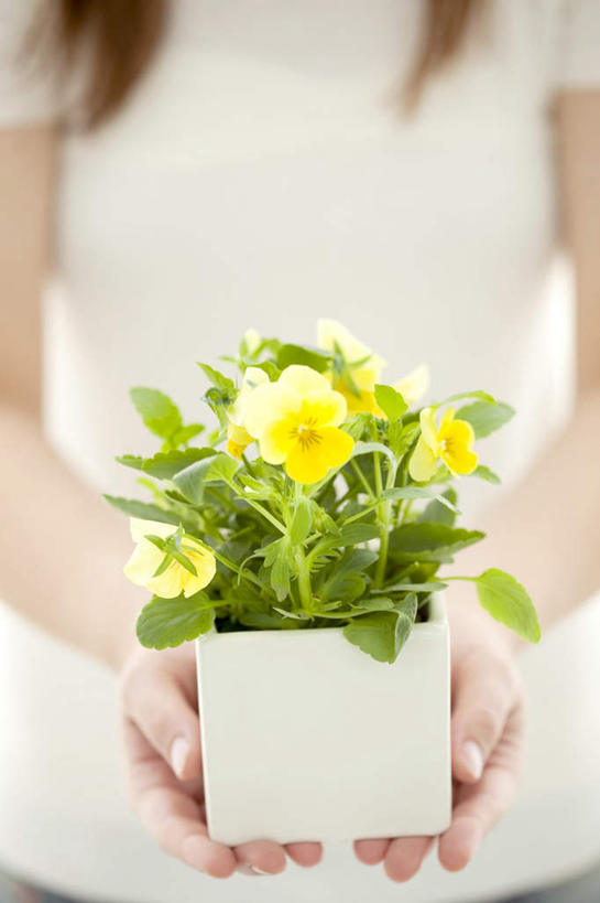 东方人,手,一个人,站,捧,竖图,室内,特写,白天,白色背景,正面,毛衣,幸福,植物,紫罗兰,叶子,亚洲,双手,仅一个年轻女性,仅一个女性,仅一个人,许多,环保,朦胧,模糊,盛开,盆栽,绿叶,清凉,黄种人,花,花瓣,花朵,花卉,鲜花,黄色,夏天,花蕊,站着,手部,嫩叶,摄影,影棚,能源,生机,希望,回收,资源,利用,低碳,循环,永恒,灵动,质朴,美德,持续,年轻女性,女人,女性,亚洲人,叶,叶片,草紫罗兰,草桂花,端,端着,捧着,手捧,站立,半身,彩图,影棚拍摄,绒衣,套衫,套头毛衣,线衣,拍摄