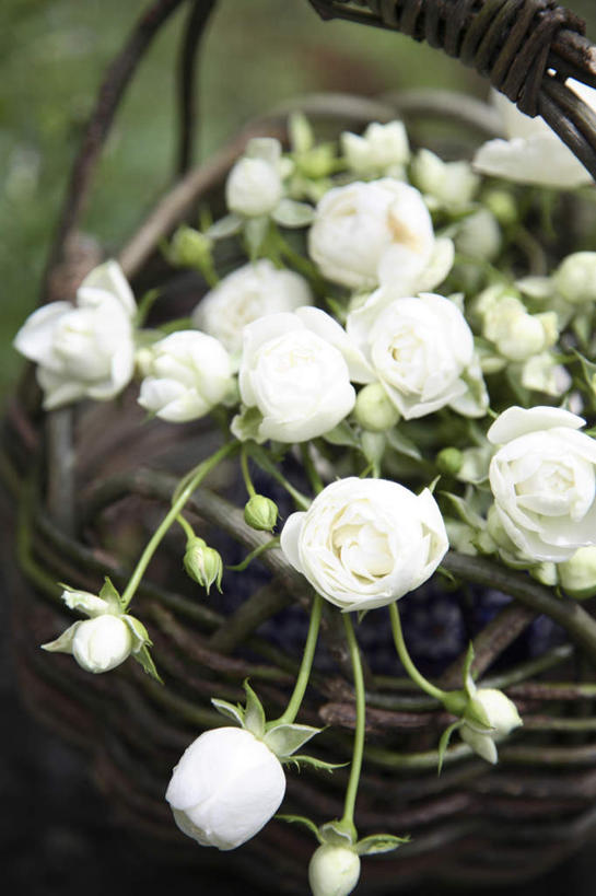 无人,竖图,俯视,室外,特写,白天,爱情,旅游,度假,幸福,纯洁,热情,美景,植物,玫瑰,叶子,日本,亚洲,许多,盛开,景观,绿叶,玫瑰花,浪漫,娱乐,花,花瓣,花朵,花卉,鲜花,白色,自然,花蕊,享受,休闲,温暖,温馨,嫩叶,景色,恩爱,放松,和睦,自然风光,感动,东亚,日本国,尊敬,天真,刺玫花,徘徊花,叶,叶片,彩图,高角度拍摄,融洽