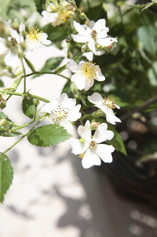 无人,竖图,俯视,室外,特写,白天,爱情,旅游,度假,幸福,纯洁,热情,美景,植物,玫瑰,叶子,日本,亚洲,许多,盛开,景观,绿叶,玫瑰花,浪漫,娱乐,花,花瓣,花朵,花卉,鲜花,白色,自然,花蕊,享受,休闲,温暖,温馨,嫩叶,景色,恩爱,放松,和睦,自然风光,感动,东亚,日本国,尊敬,天真,刺玫花,徘徊花,叶,叶片,彩图,高角度拍摄,融洽