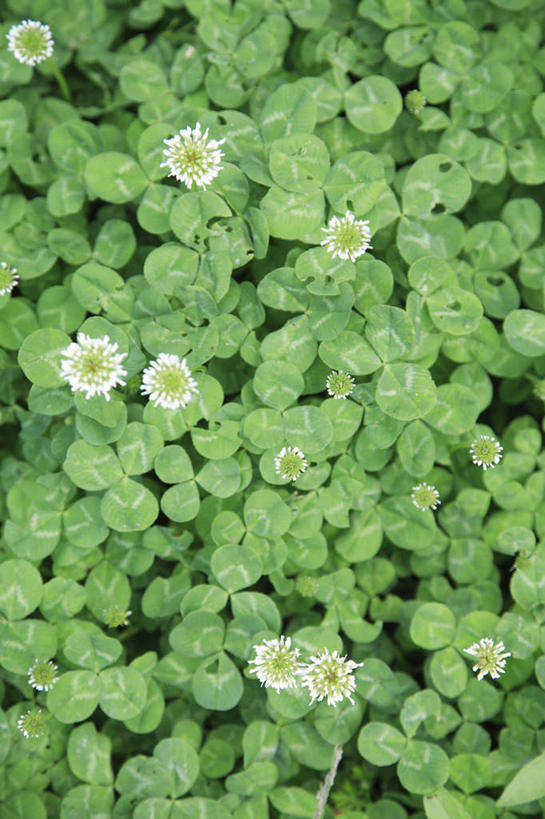 无人,竖图,俯视,室外,特写,白天,爱情,旅游,度假,自由,幸福,美景,植物,叶子,日本,亚洲,许多,朦胧,模糊,盛开,景观,三叶草,绿叶,娱乐,花,花瓣,花朵,花卉,鲜花,白色,自然,花蕊,享受,休闲,嫩叶,景色,放松,希望,自然风光,和平,东亚,车轴草,苜蓿,日本国,统一,团结,叶,叶片,彩图,高角度拍摄